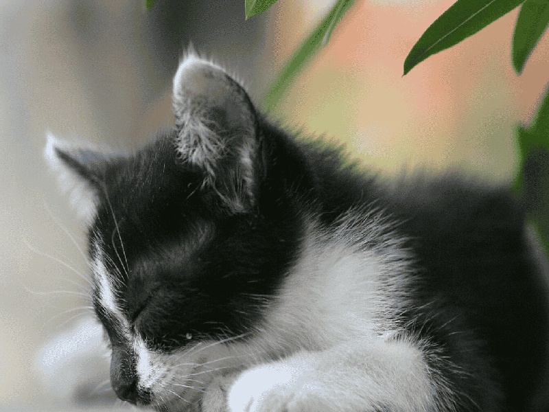 第十二次产检（37周）